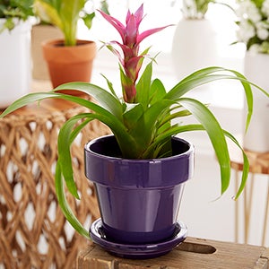 Etched Purple Ceramic Flower Pot
