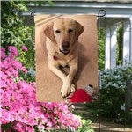 customer testimonial image