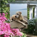 customer testimonial image