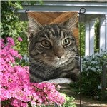 customer testimonial image